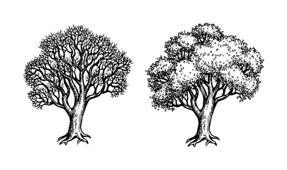 Wall Mural - oak tree ink sketch.
