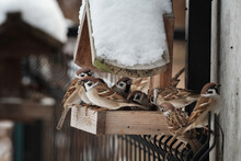 In Winter, Birds Eat Grains From A Home Feeder