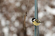 In winter, birds eat grains from a home feeder