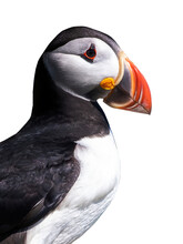 Icelandic puffin, close up side view isolated on transparent background