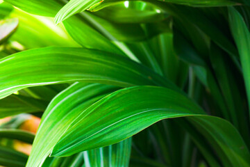 green leaves background