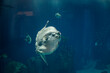 Aquarium sunfish closeup