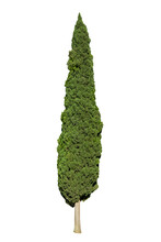 Photo Of A Cypress Tree Isolated On Transparent  Background