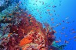Beautiful tropical coral reef with resting red grouper and red coral  fish anthias.