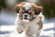 A Cute Fluffy Shih Tzu puppy, Generative AI