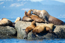 Group Of Steller Sea Lions Resting On Rock, Race Rock Marine Reserve, Victoria, B.C., Canada