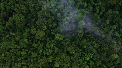 Wall Mural - Aerial top view of rainforest tree canopy coverd in layers of fog