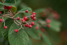Red Berries Of Cotoneaster Lacteus Tree Growing In Forest