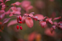 Berries Of Barberry Tree With Reddish Leaves In Woods
