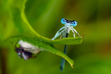Wall Mural - blue dragonfly is sitting on grass in a meadow. insect dragonfly close up macro odonata is an order 