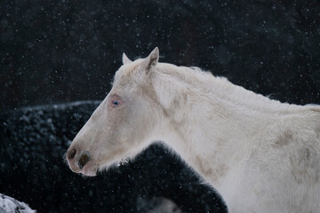 Canvas Print - Young white horse in winter snow on farm closeup.