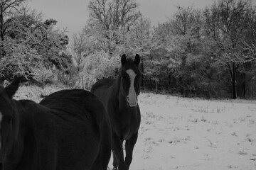Poster - Texas winter at dawn with horses on farm in snow from field outdoors.