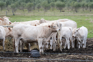 Poster - cows in a field eating hay