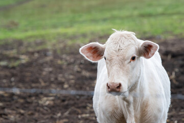 Poster - cow in the field copy space