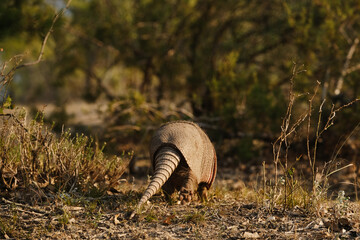 Canvas Print - Nine-banded armadillo walking away showing tail and shell through Texas landscape.