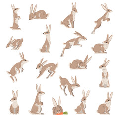 Wall Mural - hares and jackrabbits as swift animal with long ears and grayish brown coat big vector set