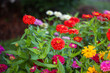 A garden of beautiful bright and colorful zinnia pick garden