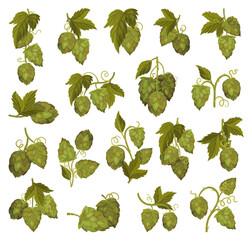 Wall Mural - Fresh Hop Plants with Cones and Green Leaves Big Vector Set