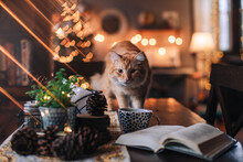 Book, Cup And Yellow Cat On A Dark Table With Glittering Lights Background