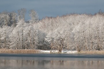 Poster - Row of snowy trees by lake in sunny winter day