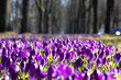 blooming field of crocuses in public garden on a sunny morning in spring