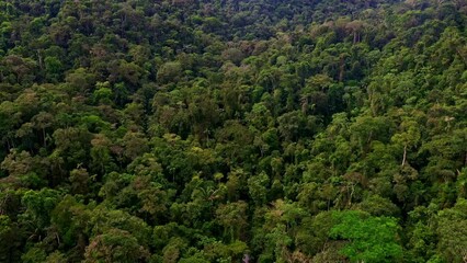 Wall Mural - Stunning nature background: aerial view of tree canopy with parrots flying over the tropical forest trees in the Amazon 