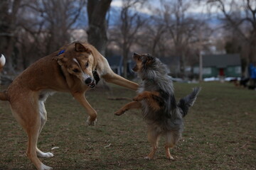 two dogs playing