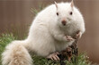 white squirrel in tree