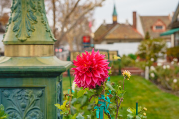 Wall Mural - Blurred city backgroundl, and bright flowers in the foreground. Solvang, California