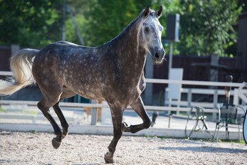 Canvas Print - Running  grey sportive horse in manage