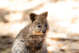 Fototapeta Zwierzęta - Closeup animal-portrait of a cute Quokka, a little kangaroo at Rottnest Island, Perth, Western Australia
