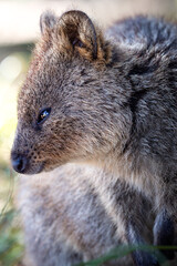 Wall Mural - Closeup animal-portrait of a cute Quokka, a little kangaroo at Rottnest Island, Perth, Western Australia