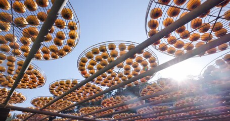 Sticker - Dry Persimmon fruit production under sunshine in factory