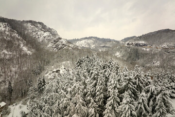 Wall Mural - Aerial foggy landscape with evergreen pine trees covered with fresh fallen snow during heavy snowfall in winter mountain forest on cold quiet day