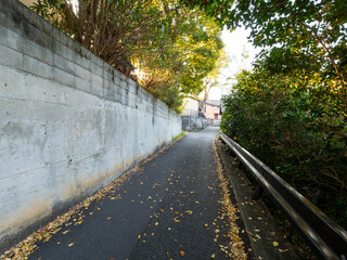 Wall Mural - 枯れ葉が落ちた路地の風景