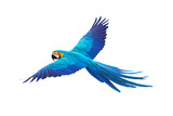 Colorful flying parrot isolated on transparent background png file