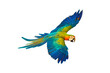 Colorful Catalina parrot flying isolated on transparent background png file
