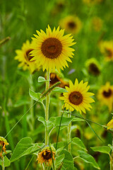 Wall Mural - Field of sunflowers up close on a few of them