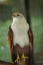 Picture Of Bald Eagle Haliastur Indus On A Cage In The Zoo