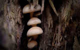 Fototapeta  - mushrooms in the forest