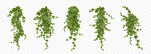 Realistic Set Of Ivy Vines Hanging On Wall Png Isolated On Transparent Background. Vector Illustration Of Hedera Plant With Green Leaves, Home Interior, Garden Landscaping Or Floral Design Element