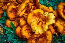 Cluster Of Vibrant Orange And Yellow Mushroom Fungi On Ground