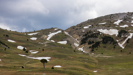 Poster - Mountain landscape, plain of Queyrie, the carved tree, Vercors, France