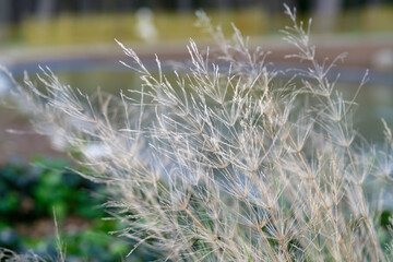 grass in the wind