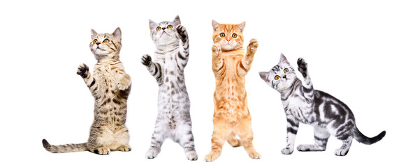 Wall Mural - Four cute playful kittens standing together isolated on white background