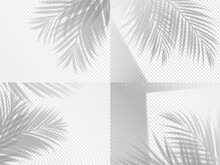 Palm Shadow Background Overlay, Transparent Leaf And Palm Plant Branch, Vector. Summer Leaves Shadow Overlay In Light Shade, Realistic Palm Tree Transparent Effect, Tropical Jungle Silhouette