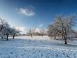 Landschaft im Winter. Schnee an den Hängen des Tüllingers. Felder und Obstgärten, Walnuss- und Apfelbäume in ihrer Winterkleidung