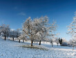 Landschaft im Winter. Schnee an den Hängen des Tüllingers. Felder und Obstgärten, Walnuss- und Apfelbäume in ihrer Winterkleidung
