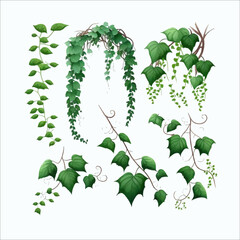 Liana or jungle plant or vine wild greenery winding branches. Isolated on a white background. Vector illustration