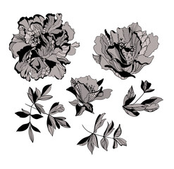 Sticker - lace Peony flowers and foliage. Vector illustration, bouquet.